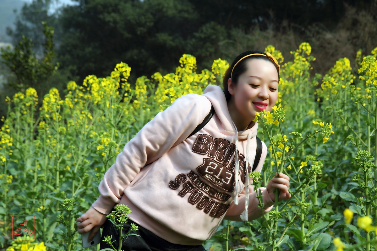 油菜开花黄又黄