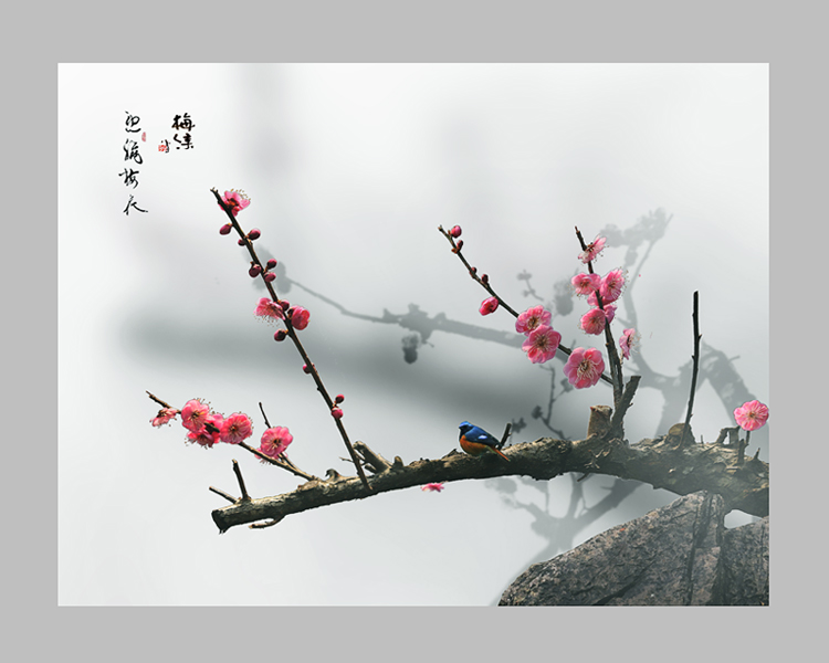 孤鸟赏梅