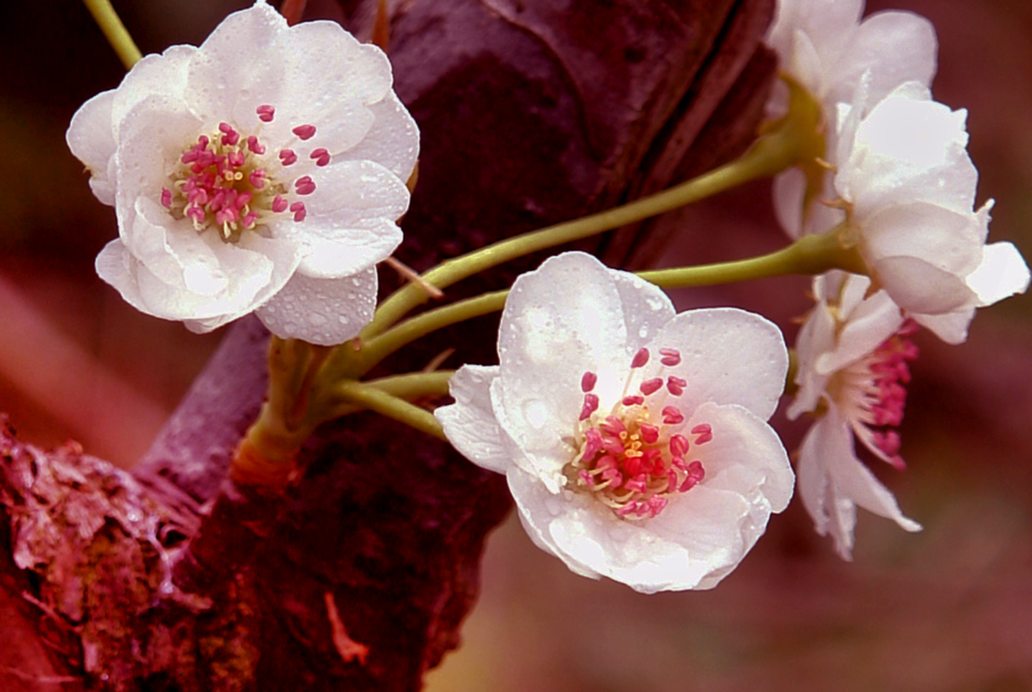 《三月梨花》—2