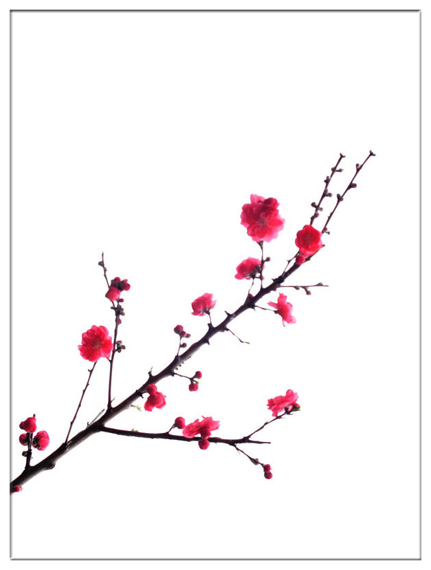 又见桃花开1
