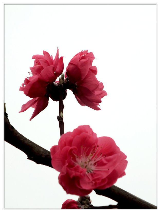 又见桃花开3