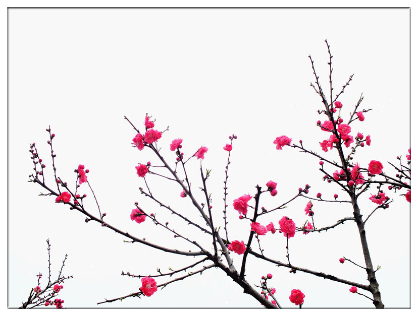 又见桃花开2