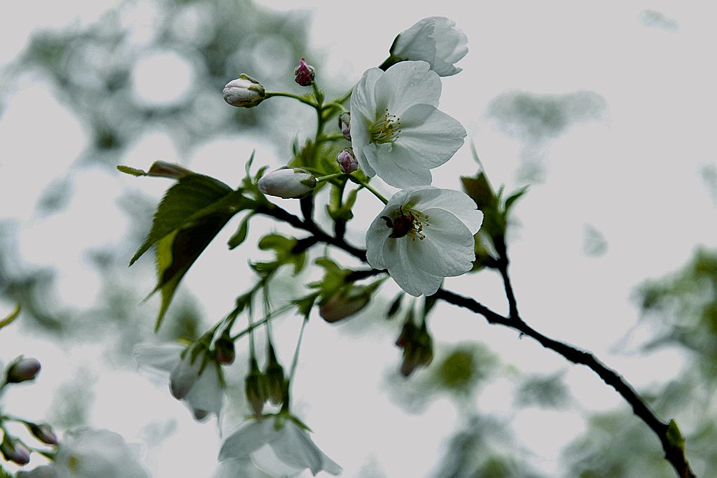 清新李花1