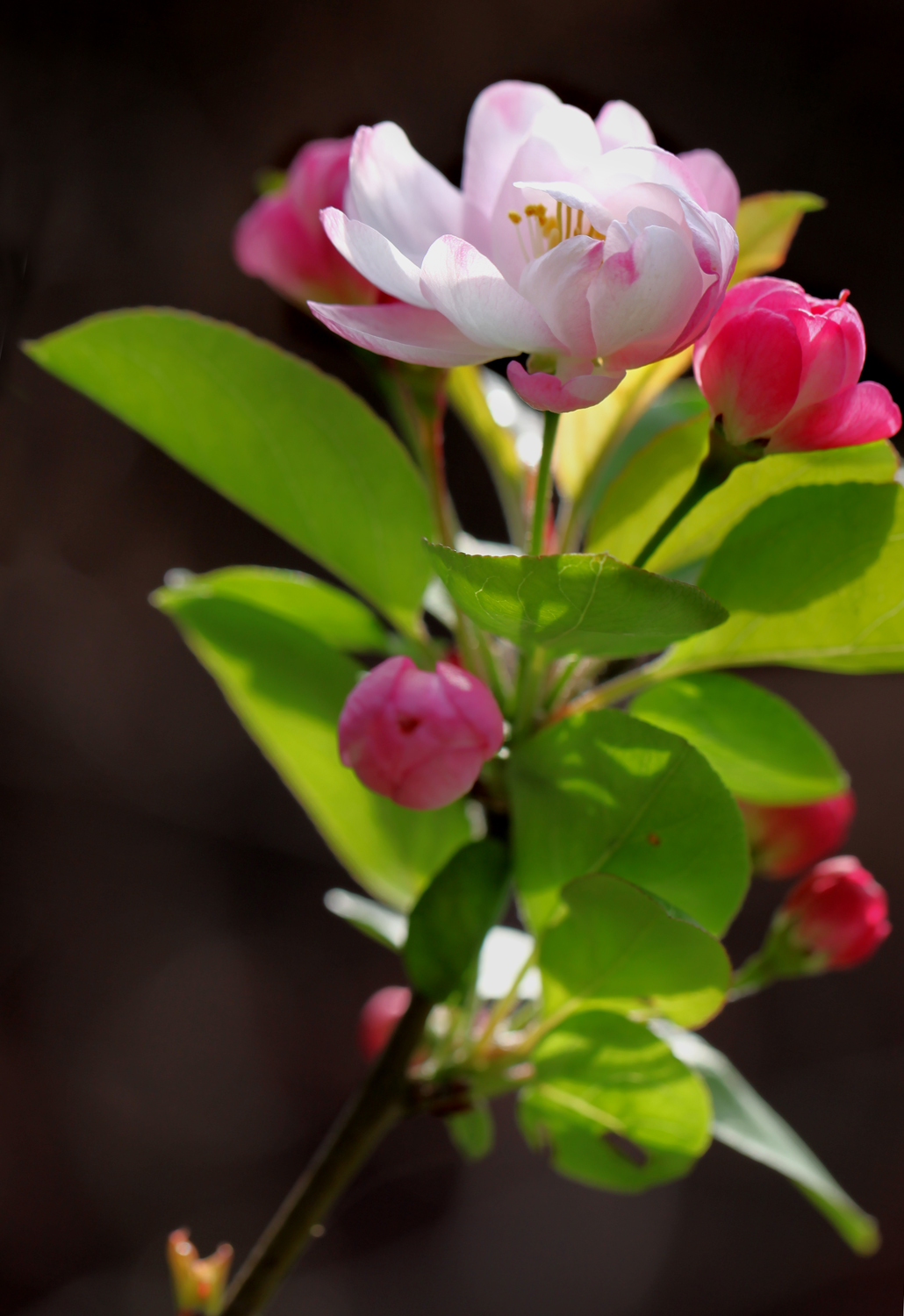 桃花-2