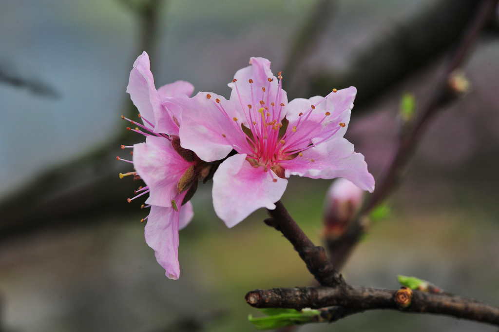 桃花