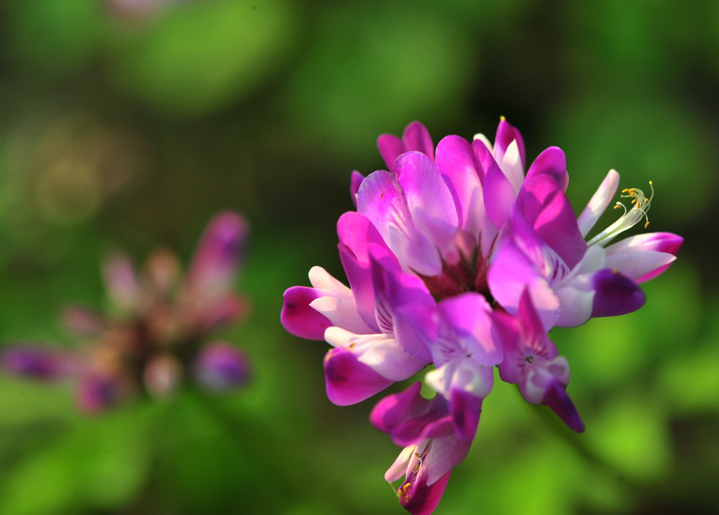 草子花