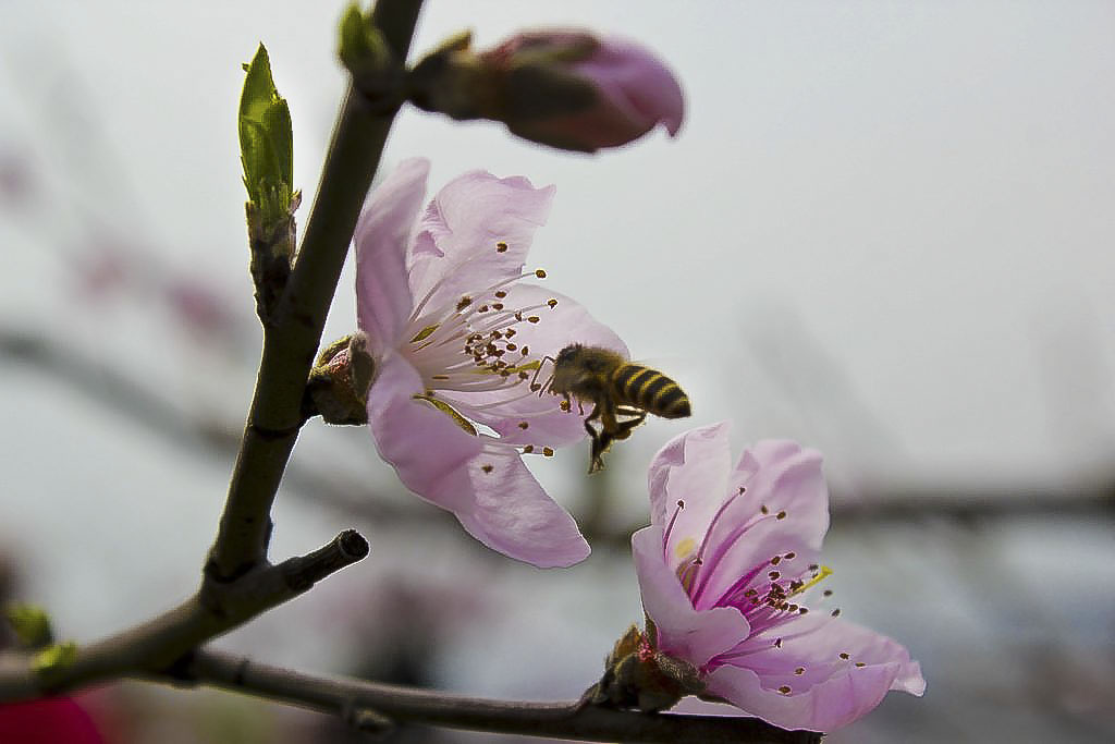 春暖花开采蜜忙