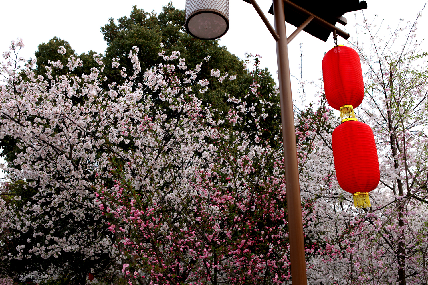 樱花-1