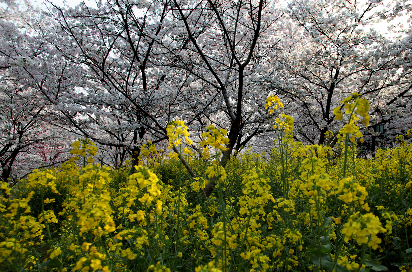 油菜花和樱花-2
