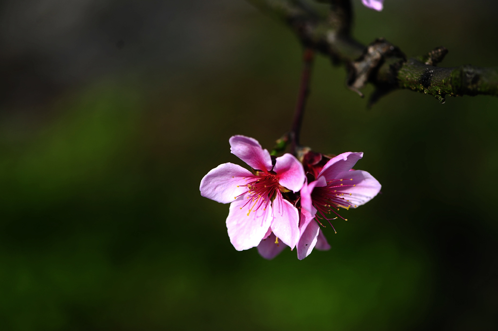 桃花