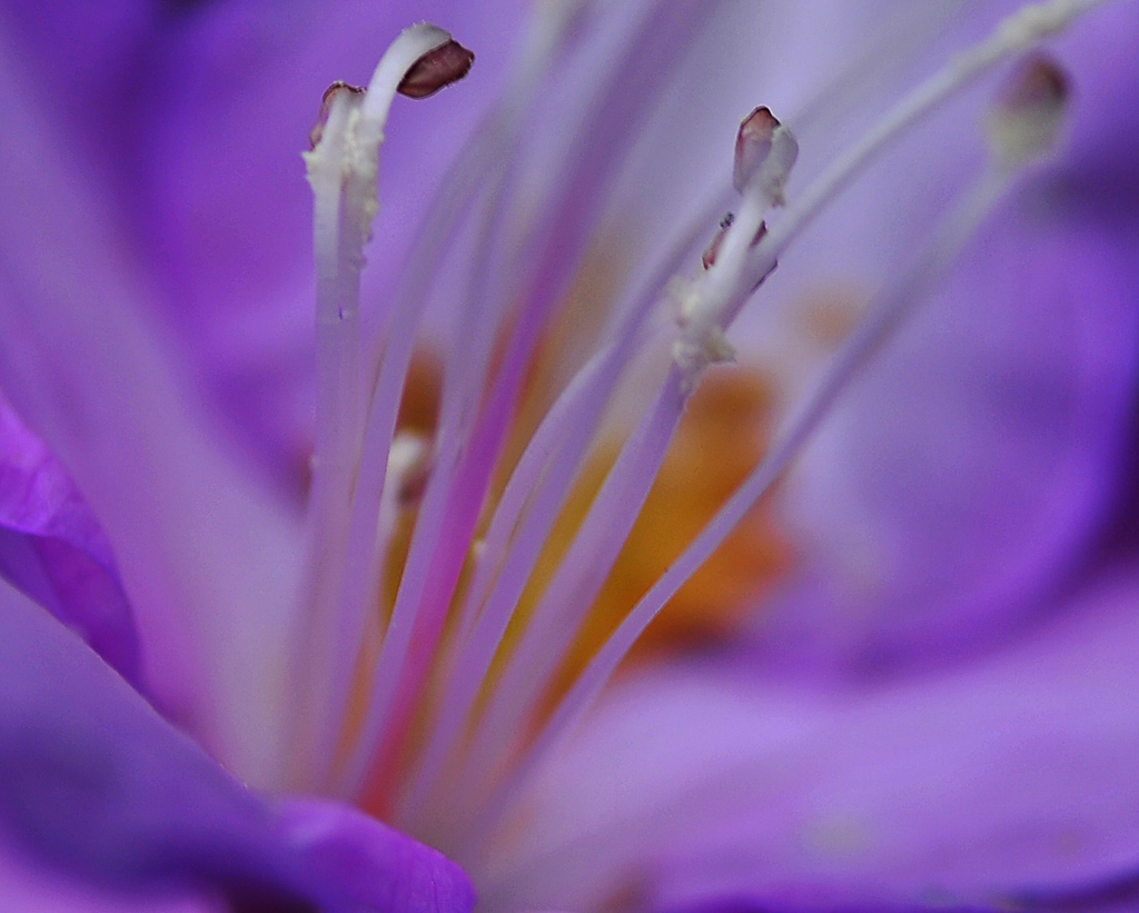 花蕊