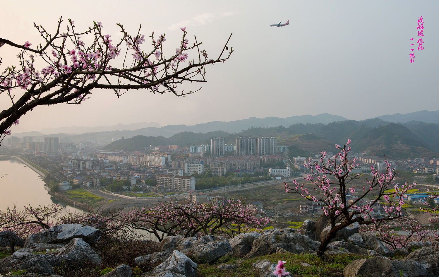 渡船坡桃花