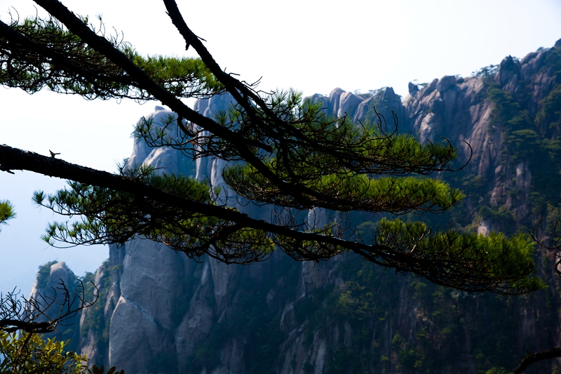 苍劲