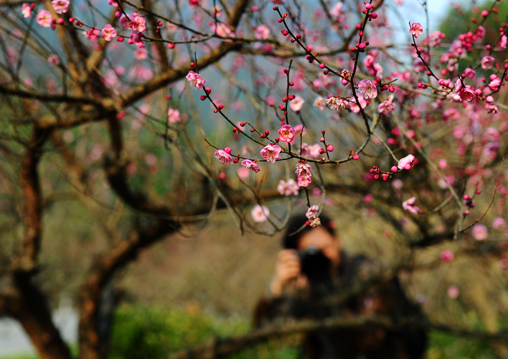 梅花缘