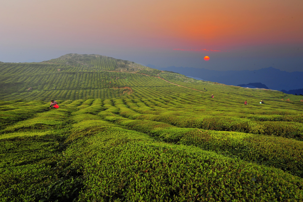 茶园晨景