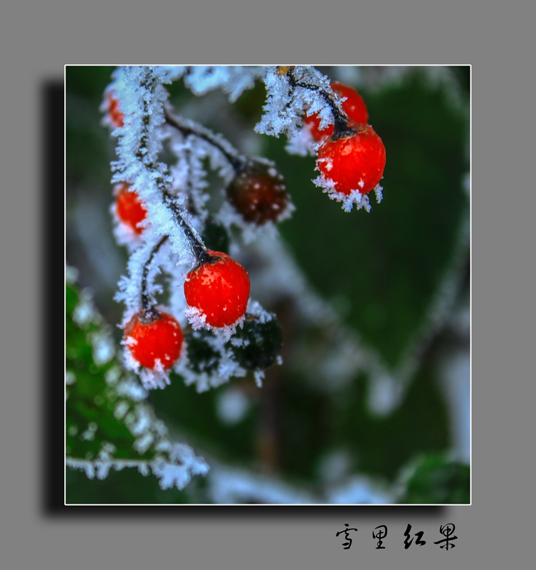 冬天的红果