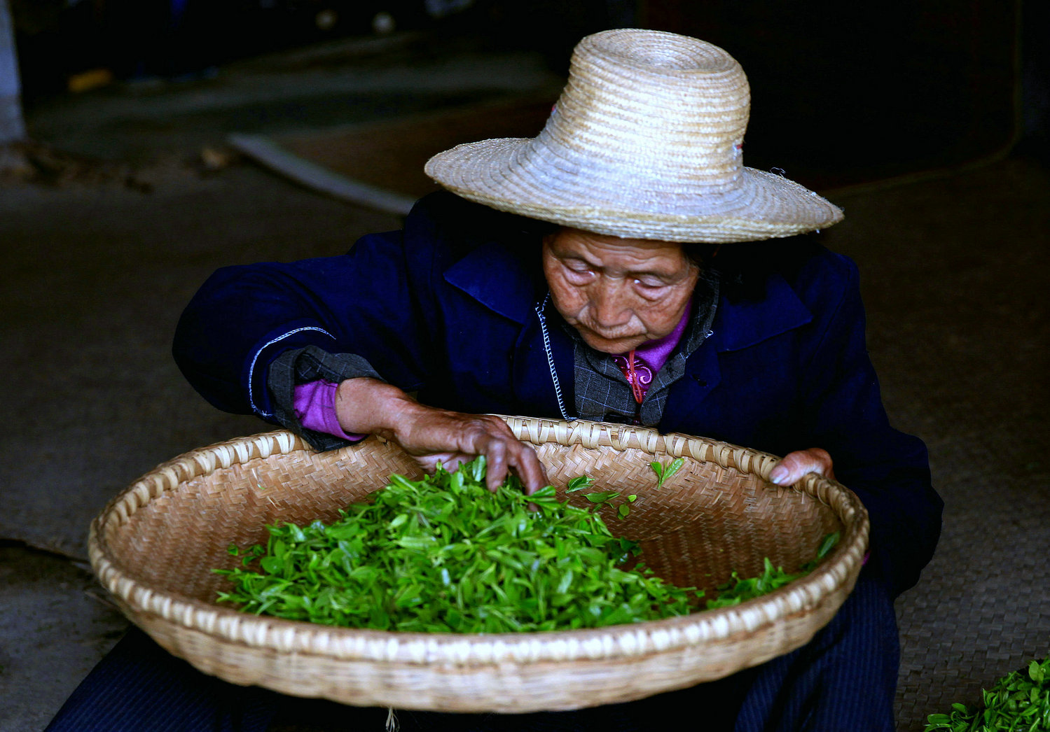 择茶叶