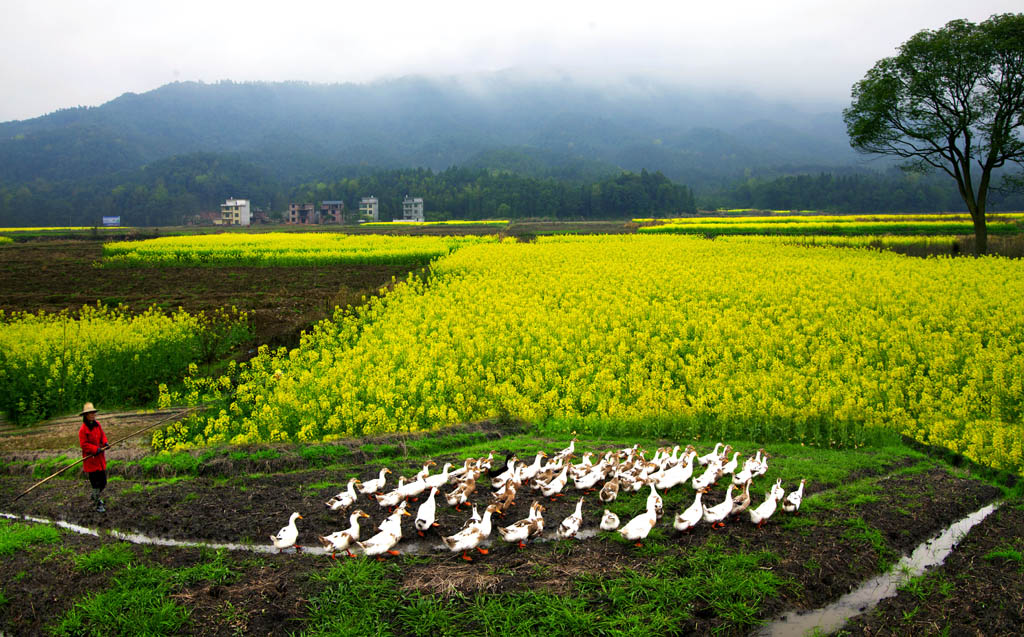 花海鸭语