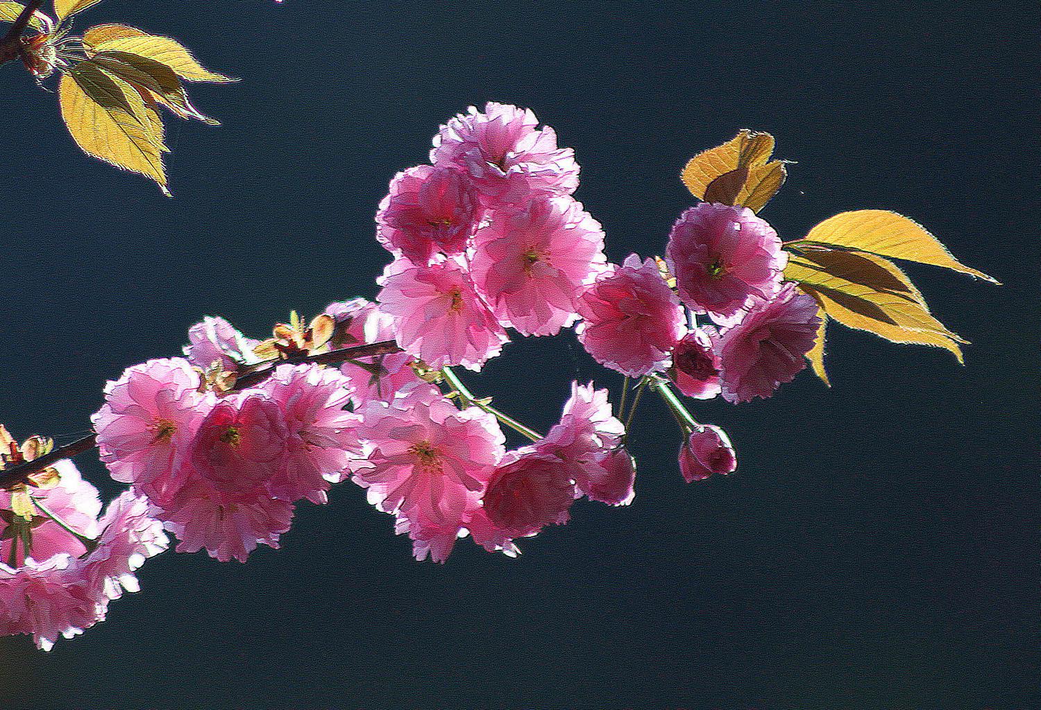 樱花