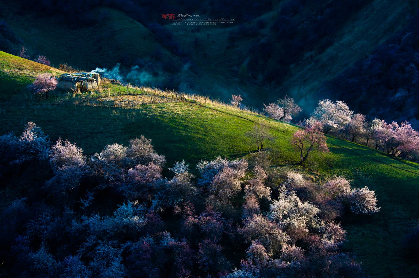 花海映天山