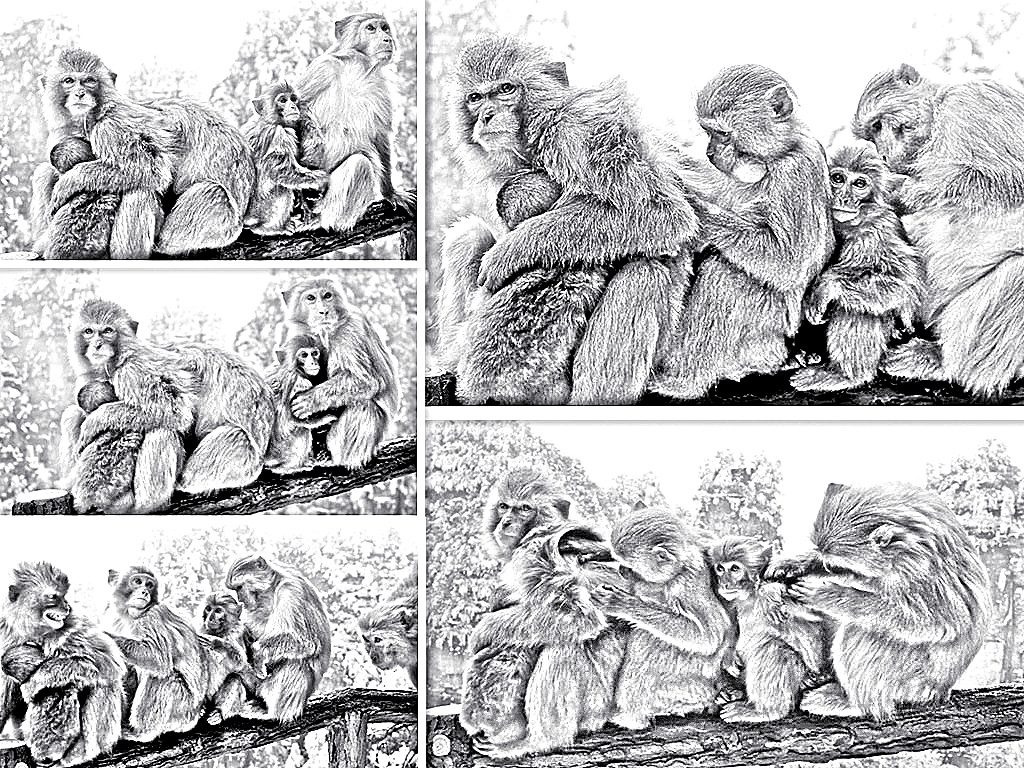 黄石寨猴趣。