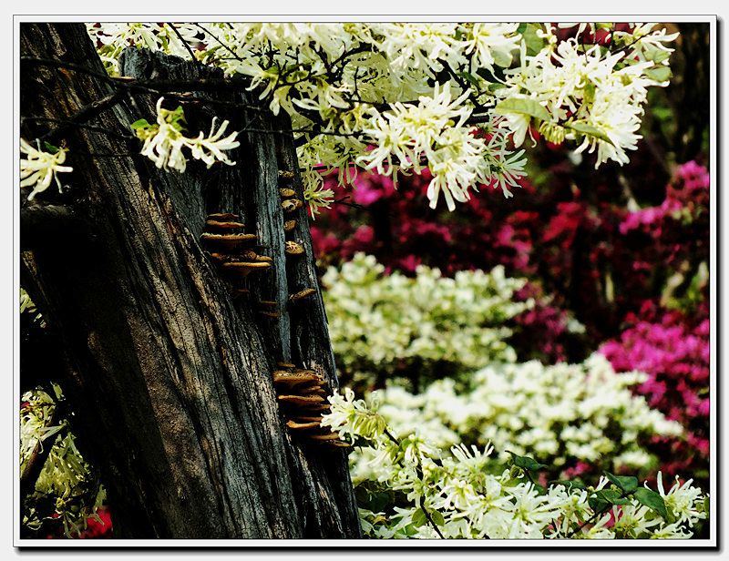 枯木迎花