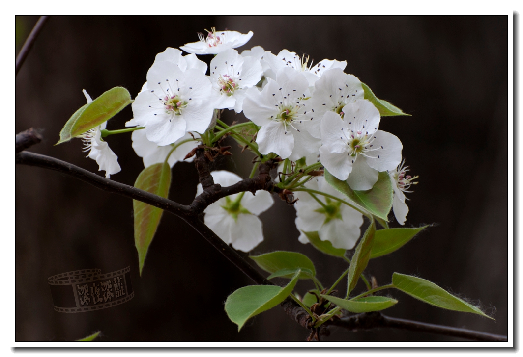 又是一季梨花香