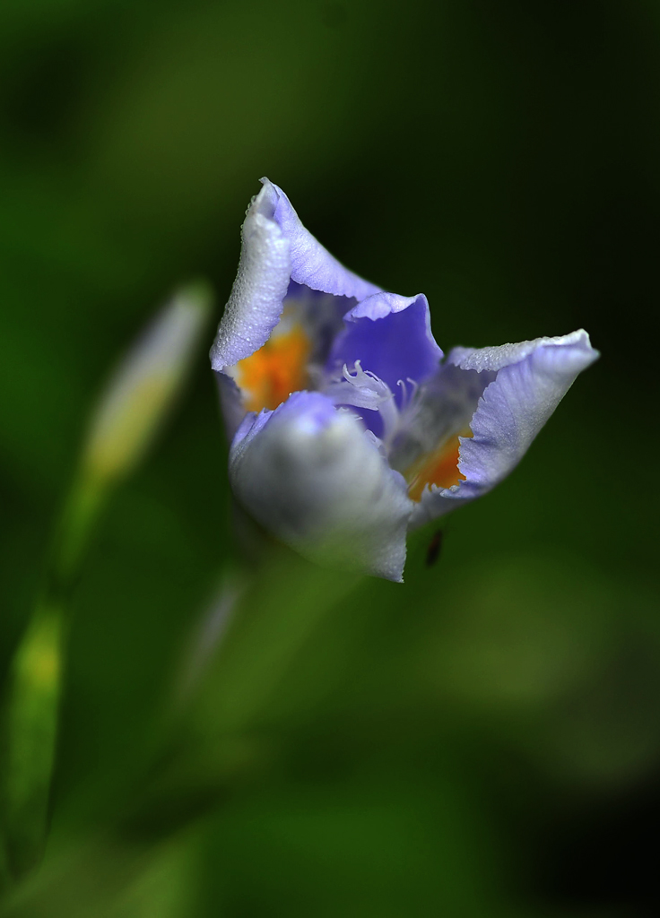 小花