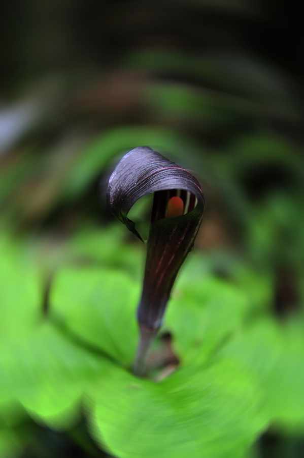 蛇花