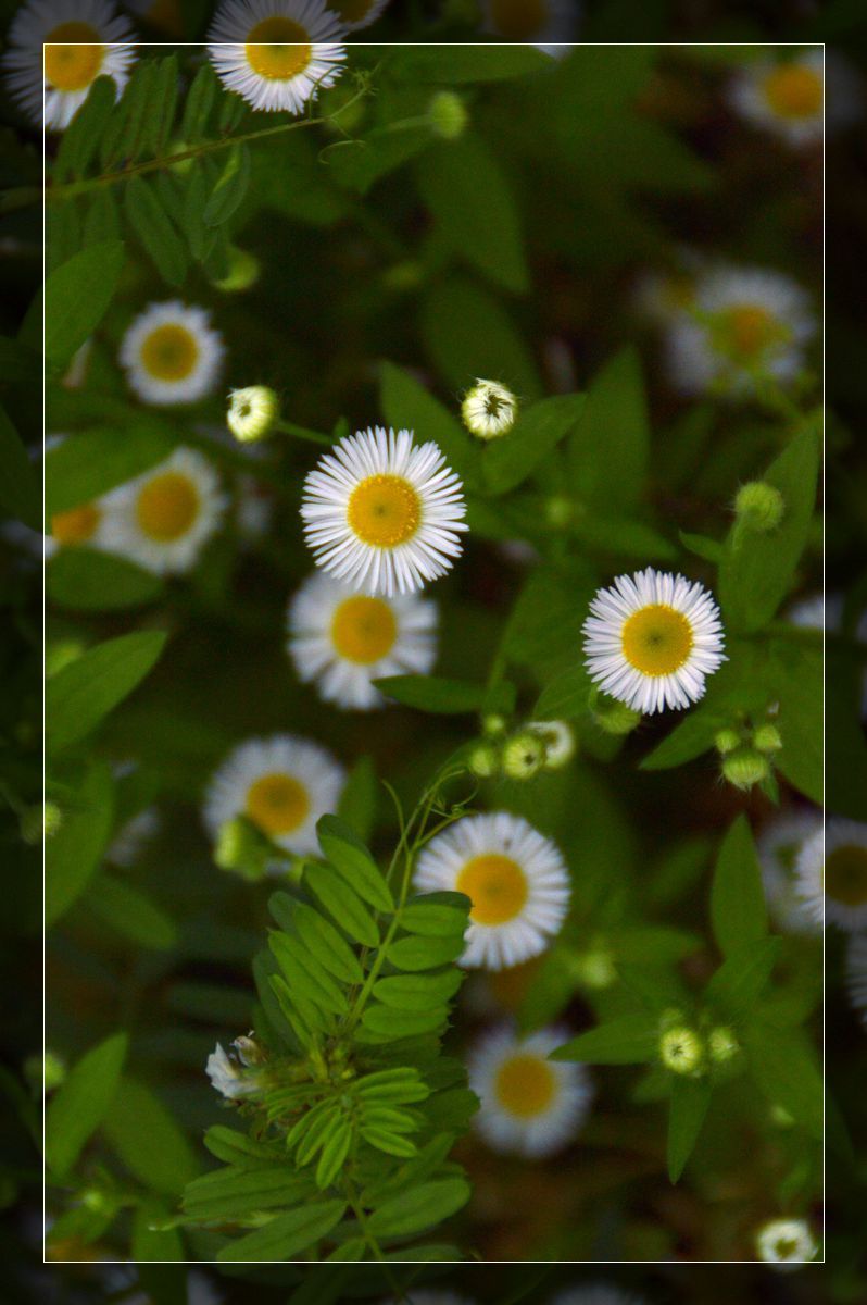 小花儿