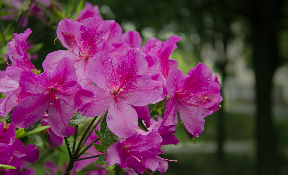 怒放的杜鹃花1