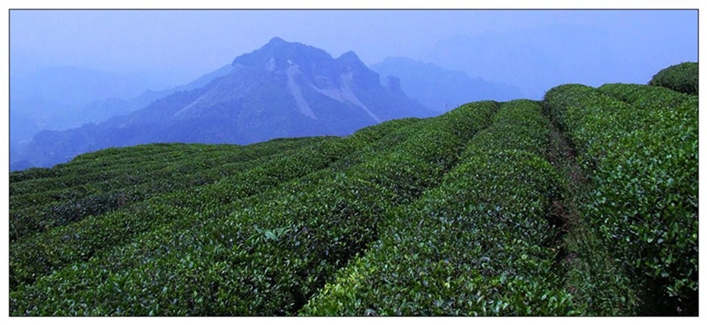 三岔茶厂