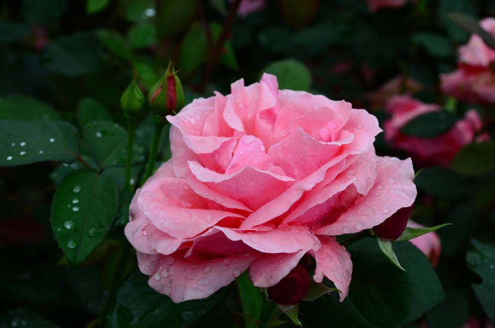 金胜山之花