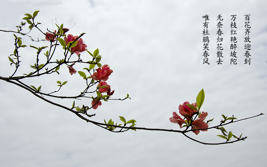 赏杜鹃2
