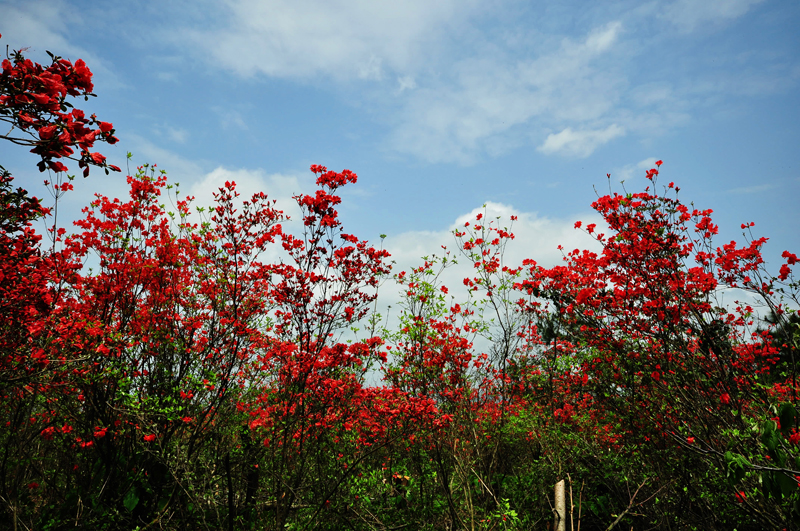 湖田葵家坪杜鹃花-2