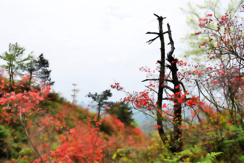 岭上开遍映山红
