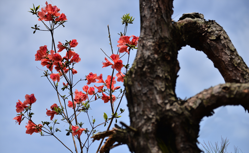 杜鹃花开