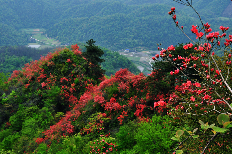 湖田葵家坪杜鹃花-1