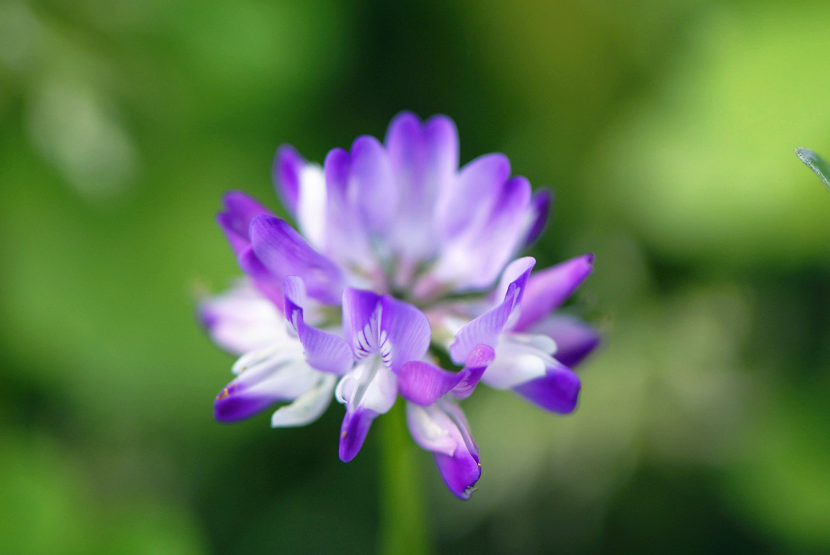 草籽花