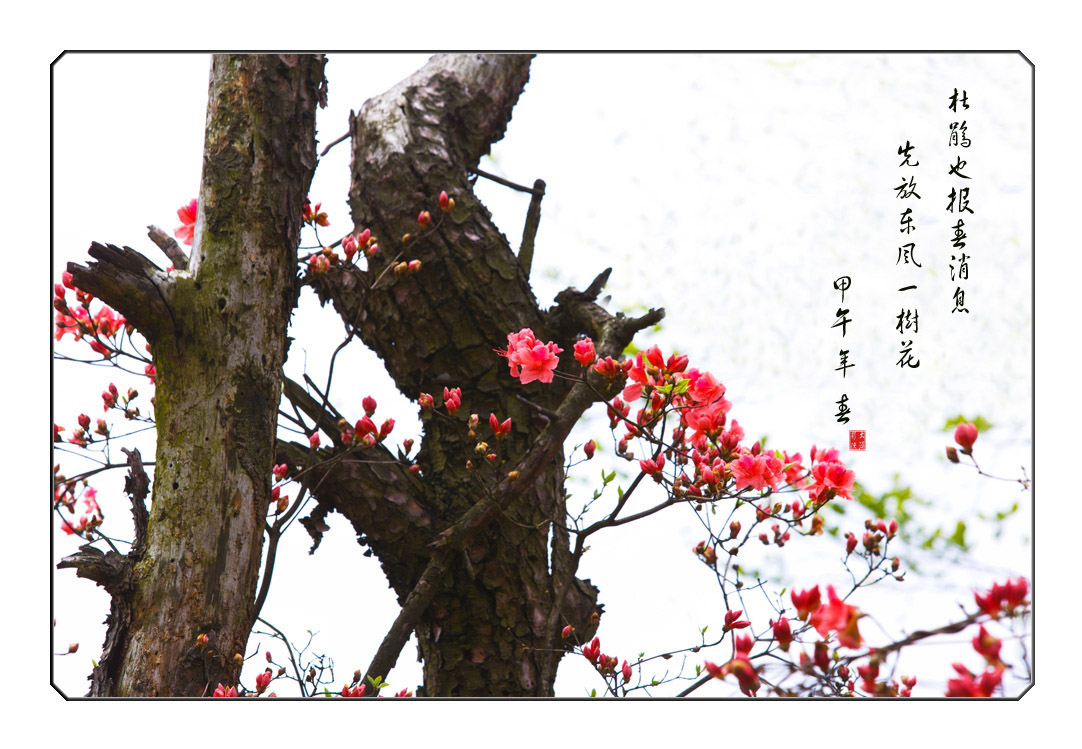杜鹃报春