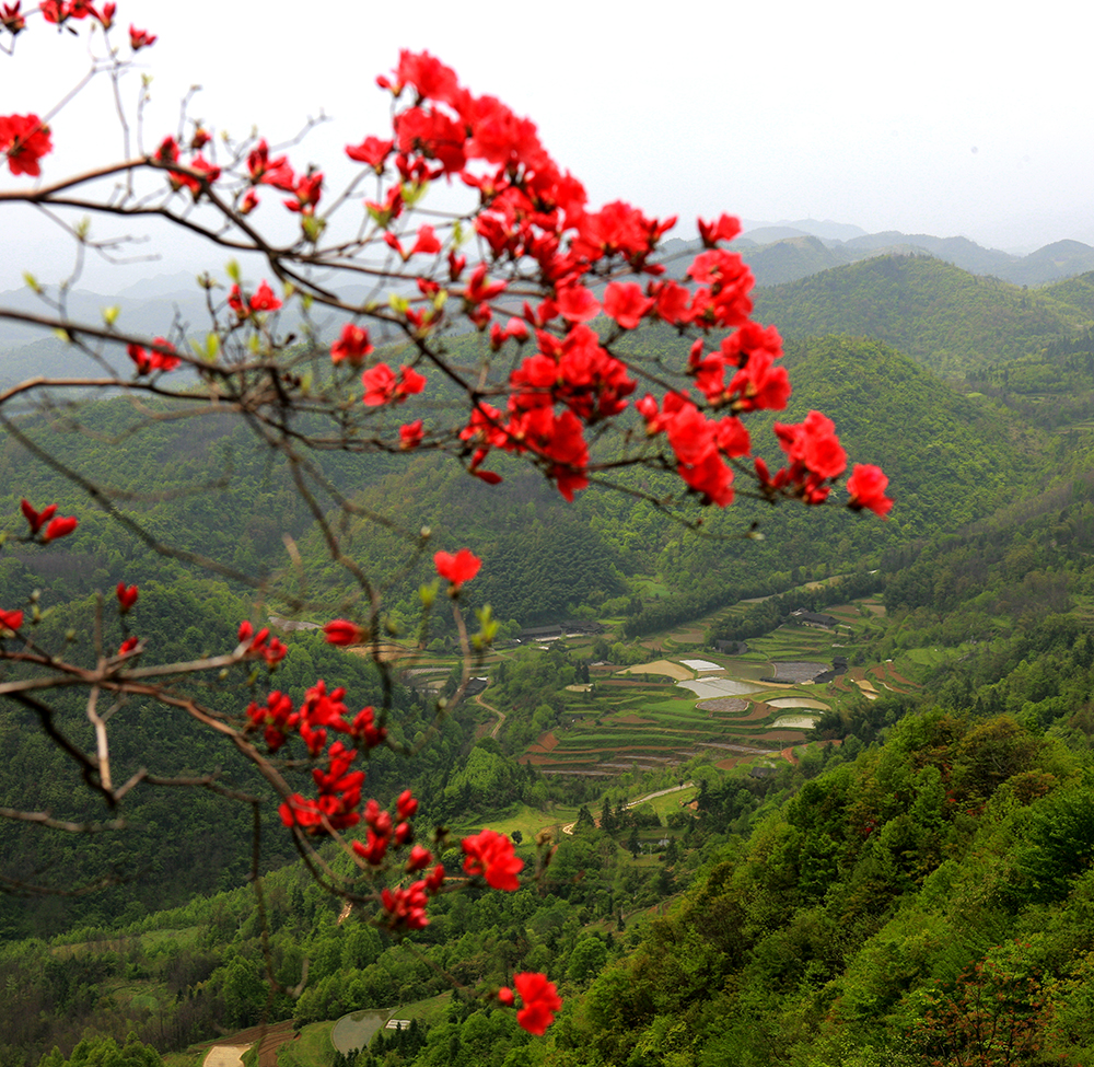高山岭上红杜鹃
