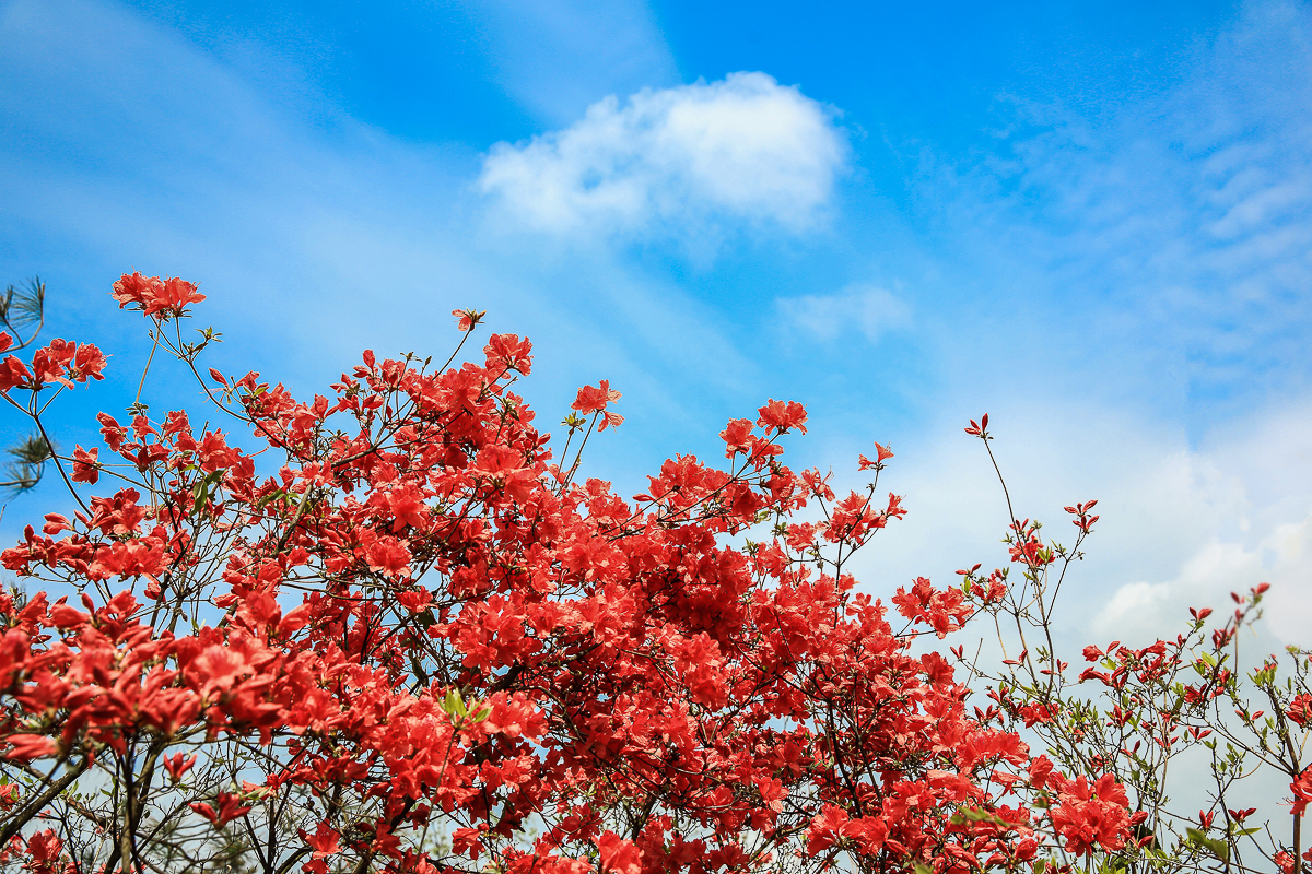 杜鹃花开红似火