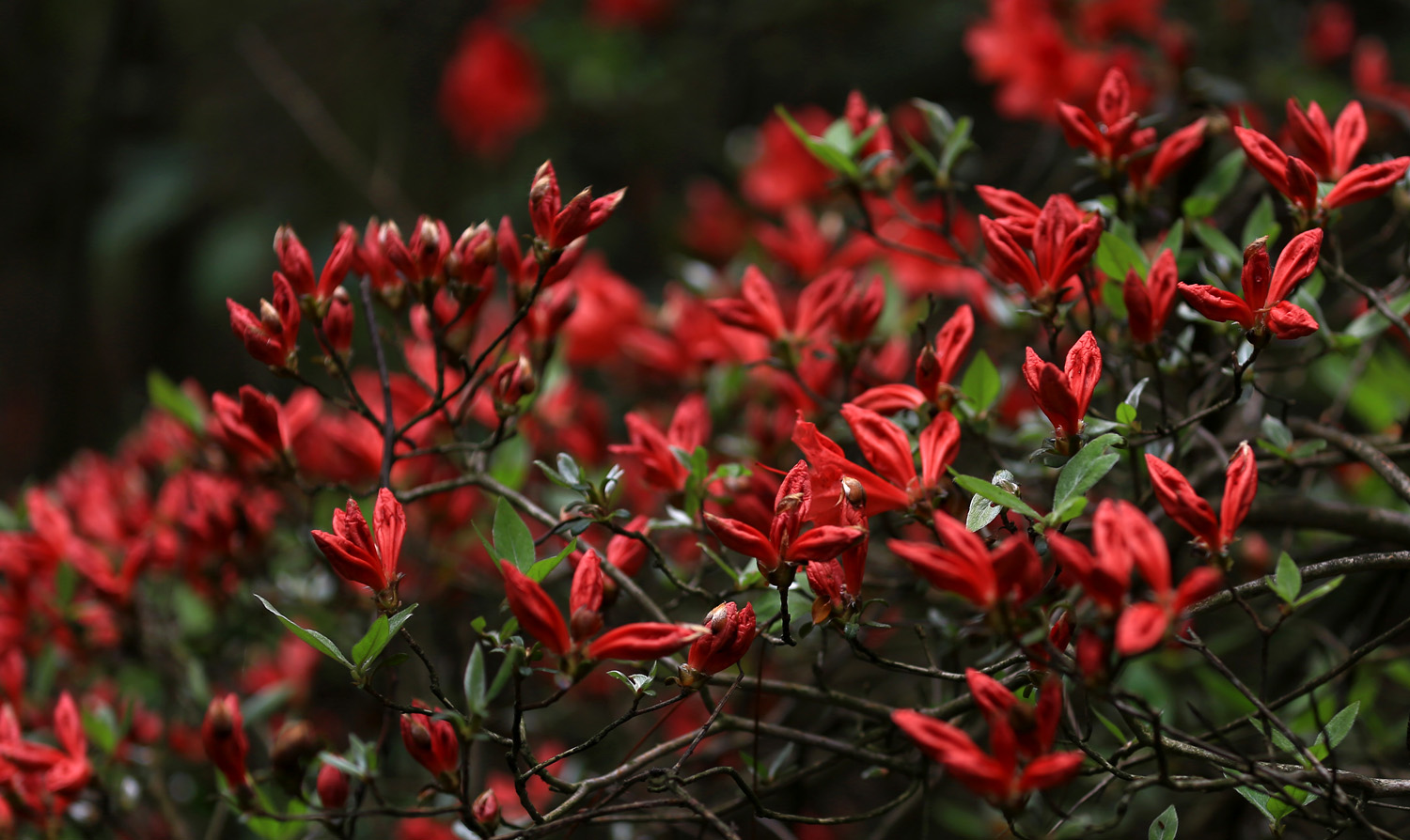 杜鹃花