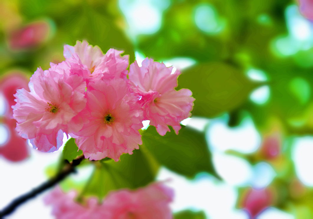 美丽樱花1