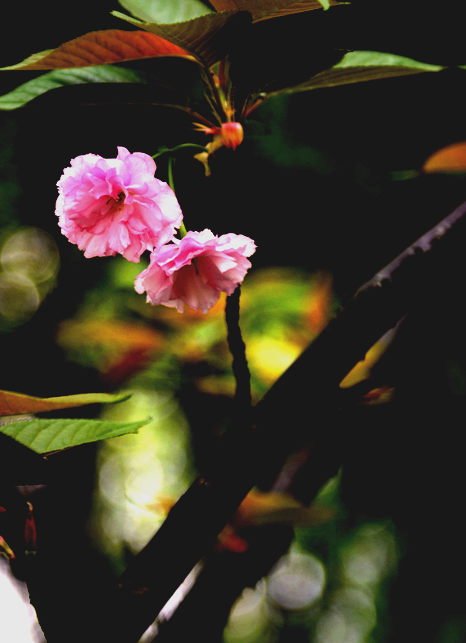 美丽樱花3