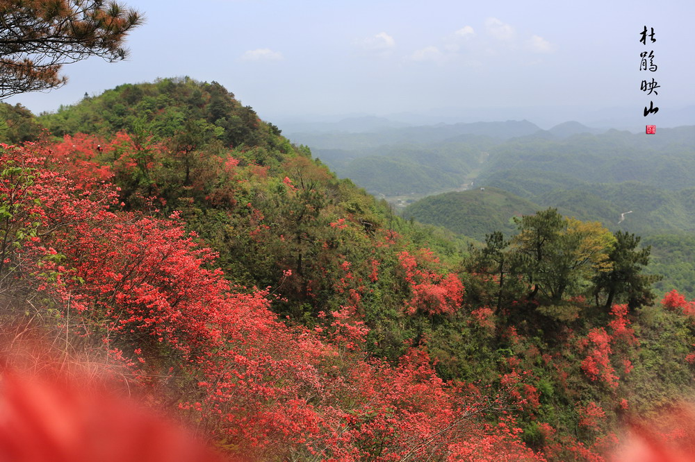 杜鹃映山-1