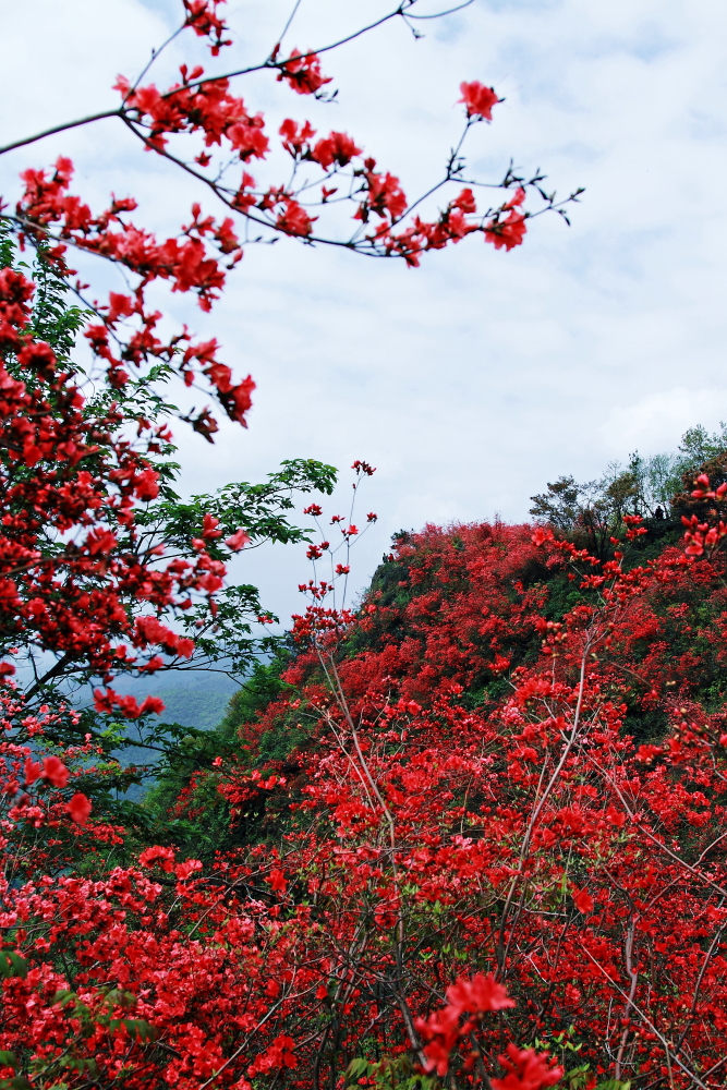 山丹丹开花红艳艳