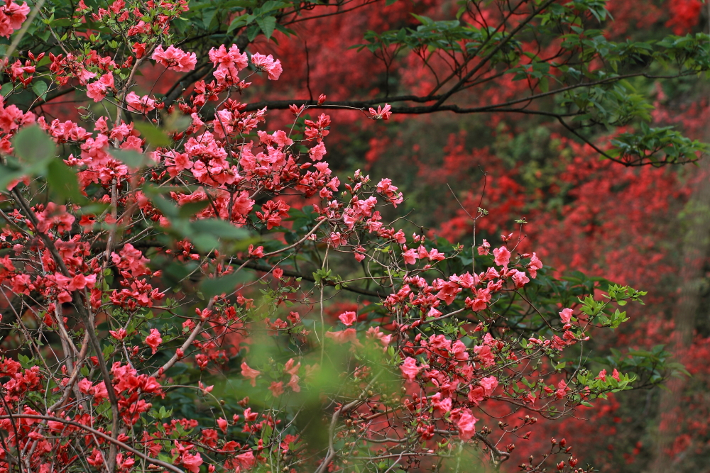 山丹丹开花红艳艳