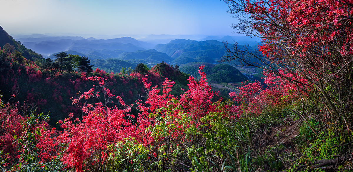 满山红遍