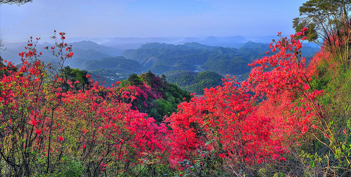 满山杜鹃分外红